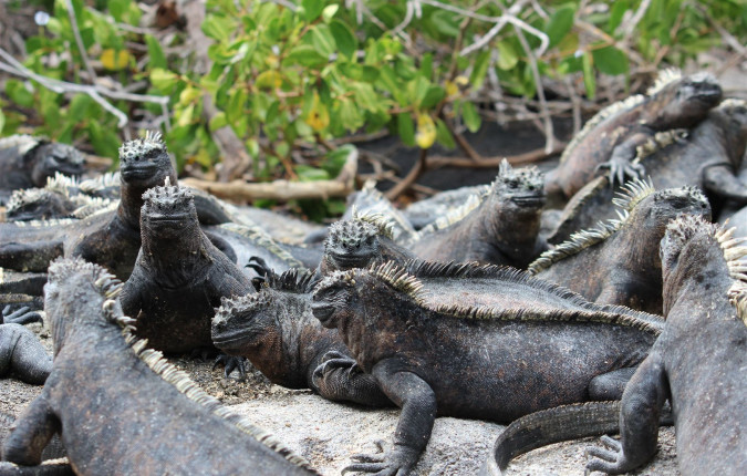 Galapagos Encounter - Archipel I (Itinerary A)