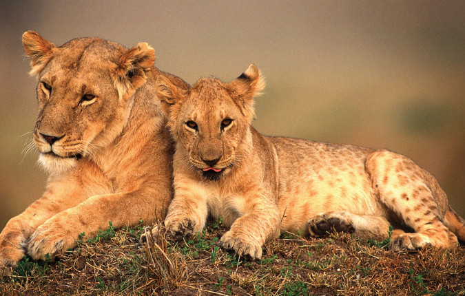 Nairobi to Kampala Overland Safari & Participation Camping