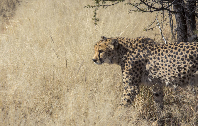 Journeys: Southern Africa Highlights