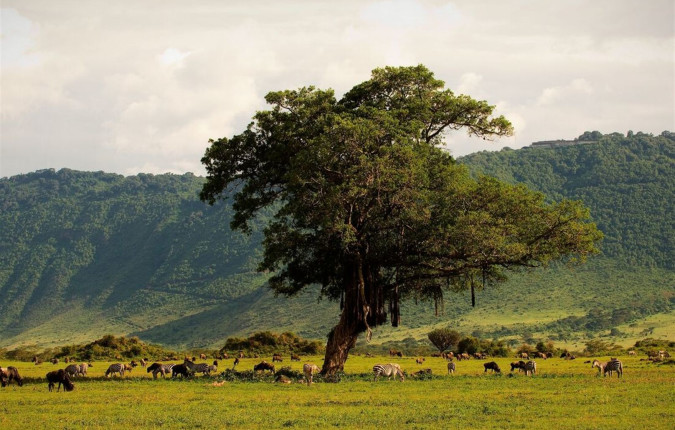 Tanzania Family Safari