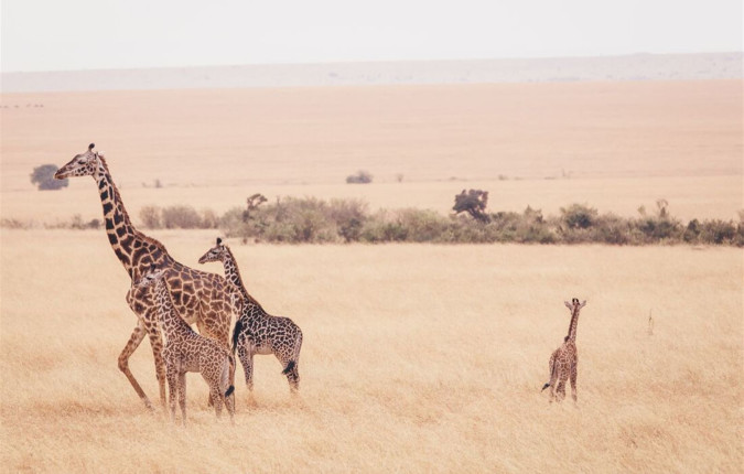 East Africa Highlights