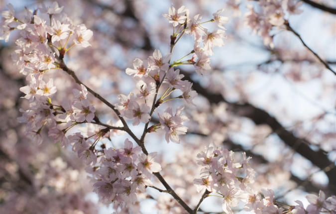 Active Japan: Kyoto & Okinawa Island Hopping