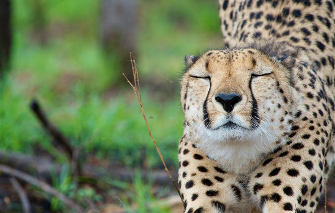 Journeys: Southern Africa Safari Experience