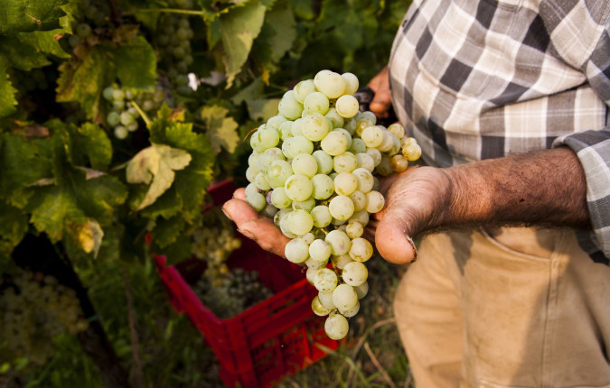 Walk The Prosecco Hills & Hidden Venice