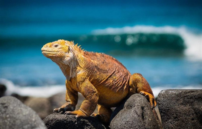 Galapagos Escape - Solaris (Itinerary C)