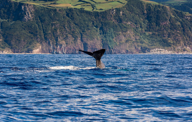 Highlights of the Azores