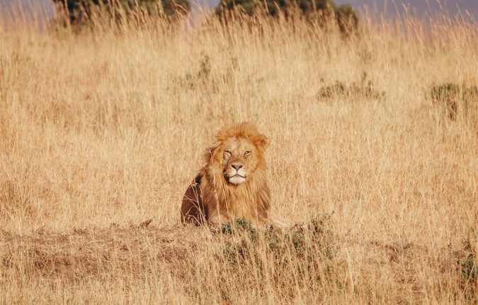 Gorillas & Game Parks