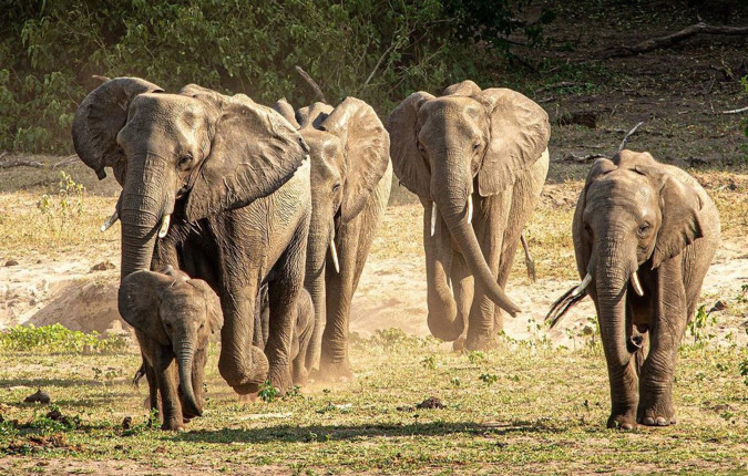 Zimbabwe, Botswana, South Africa Overland Safari & Participation Camping