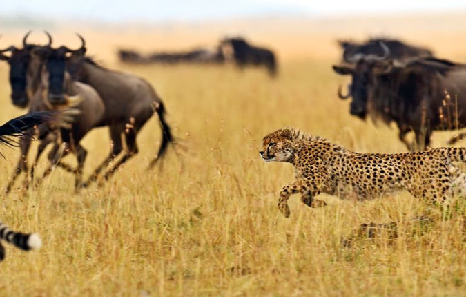 Kenya Wildlife Safari