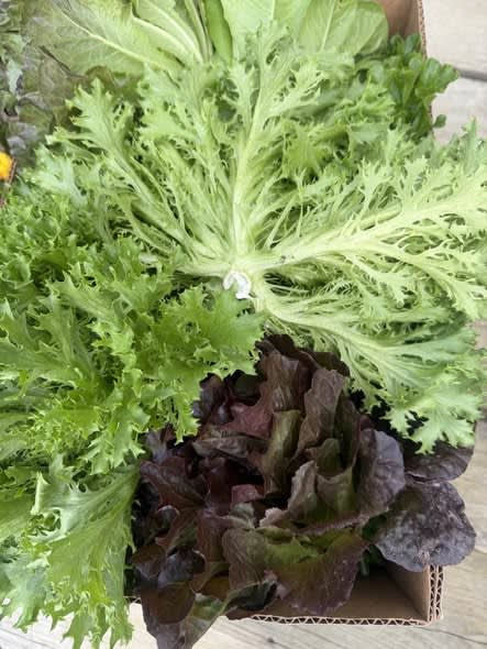 Buckhannon-Upshur Farmers Market