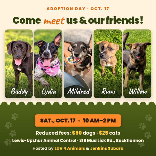 LUV 4 Animals adoption day