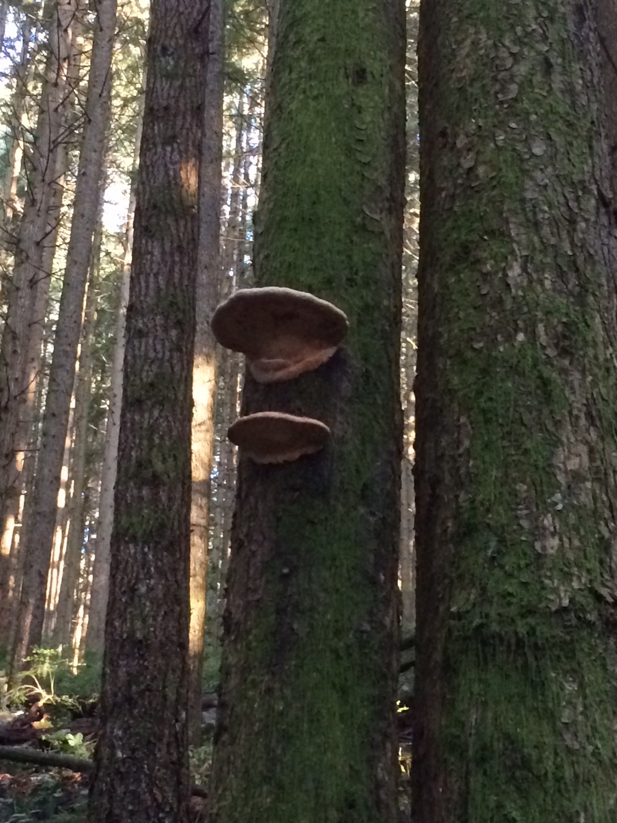 Fungi growing on trees