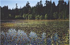 Beaver Lake