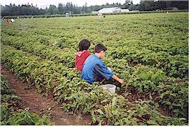 Picking strawberries in Langley