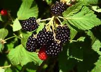 Blackberries