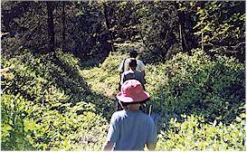 Starting our safari into the bog