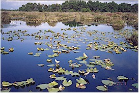 A pond in the Central portion
of Burns Bog