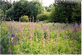 Meadow wildflowers