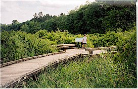 Raised boardwalk