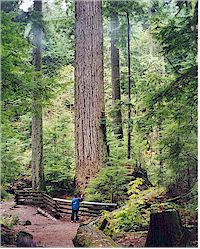 Giant Fir