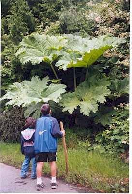huge man-eating plant (?) in Caulfeild