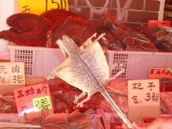 Mmmm.. Lizard on a Stick