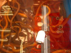 Live Sea snakes at the fish shop
