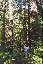 There are some really big trees in the area