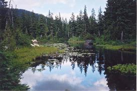 Here's Yew Lake: more like a bog than an alpine lake