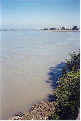 Big views of the Fraser River from the lookout tower