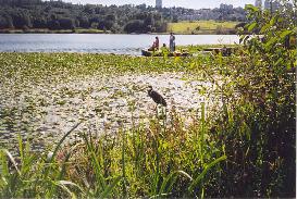 A heron by the shoreline