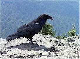 Our friendly raven