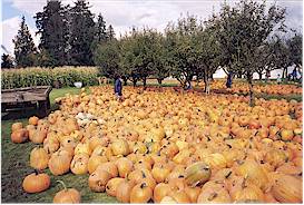 Laity Pumpkin Patch: Take your
pick