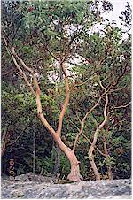 I love looking at the barkless Arbutus trees at Klootchman park