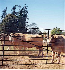 Nathan and Jen had to stop and
say hello to the cows along 'Farm to Market Road' just outside of Edison