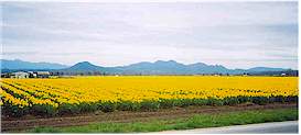 Daffodil field