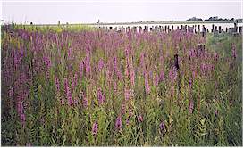 These Lupin-like wildflowers along the dike were incredibly beautiful even
for a slightly colour blind person like me