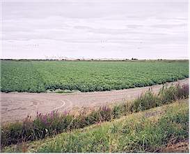 The Ladner area is surrounded by farms