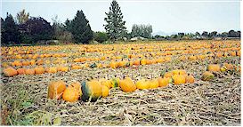 Nearby pumpkin patch