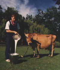 Milking cow at Maplewood Farm