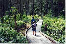 The raised boardwalk in the Camosun
bog