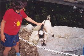 Jen made friends with a goat at the petting zoo