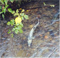 Tired and battered, a salmon continues swimming upstream