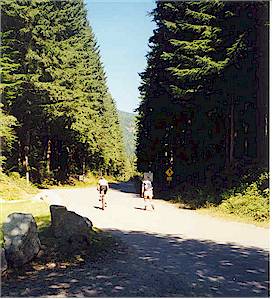 No cars are permitted on weekends
and after 5 p.m. weekdays on the 11 km road from the Forest entrance to
the Seymour Falls Dam