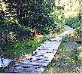 Split timbers often line the marshy
trail on the way to Flower Lake
