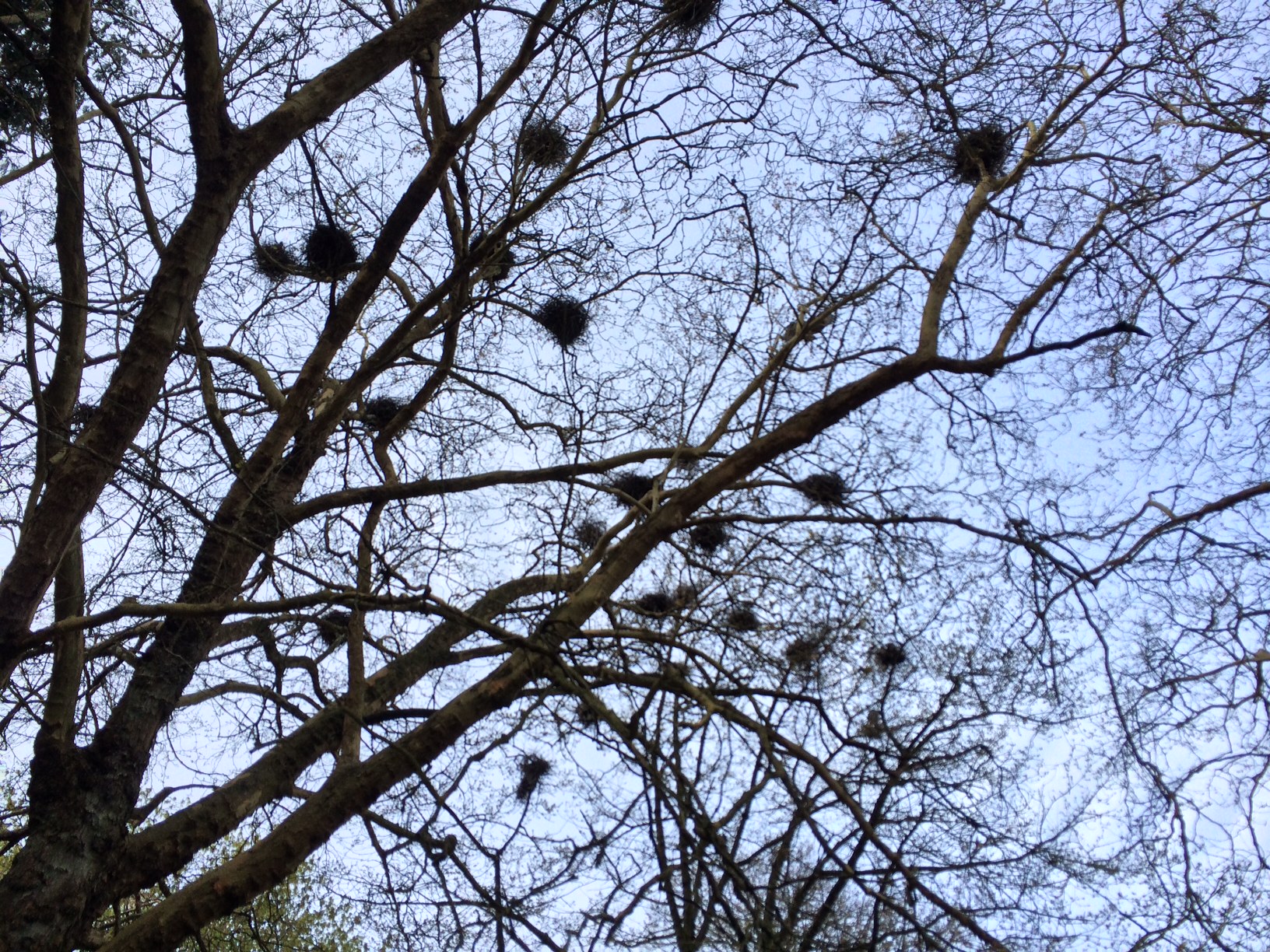 Blue Heron nests by the tennis courts
