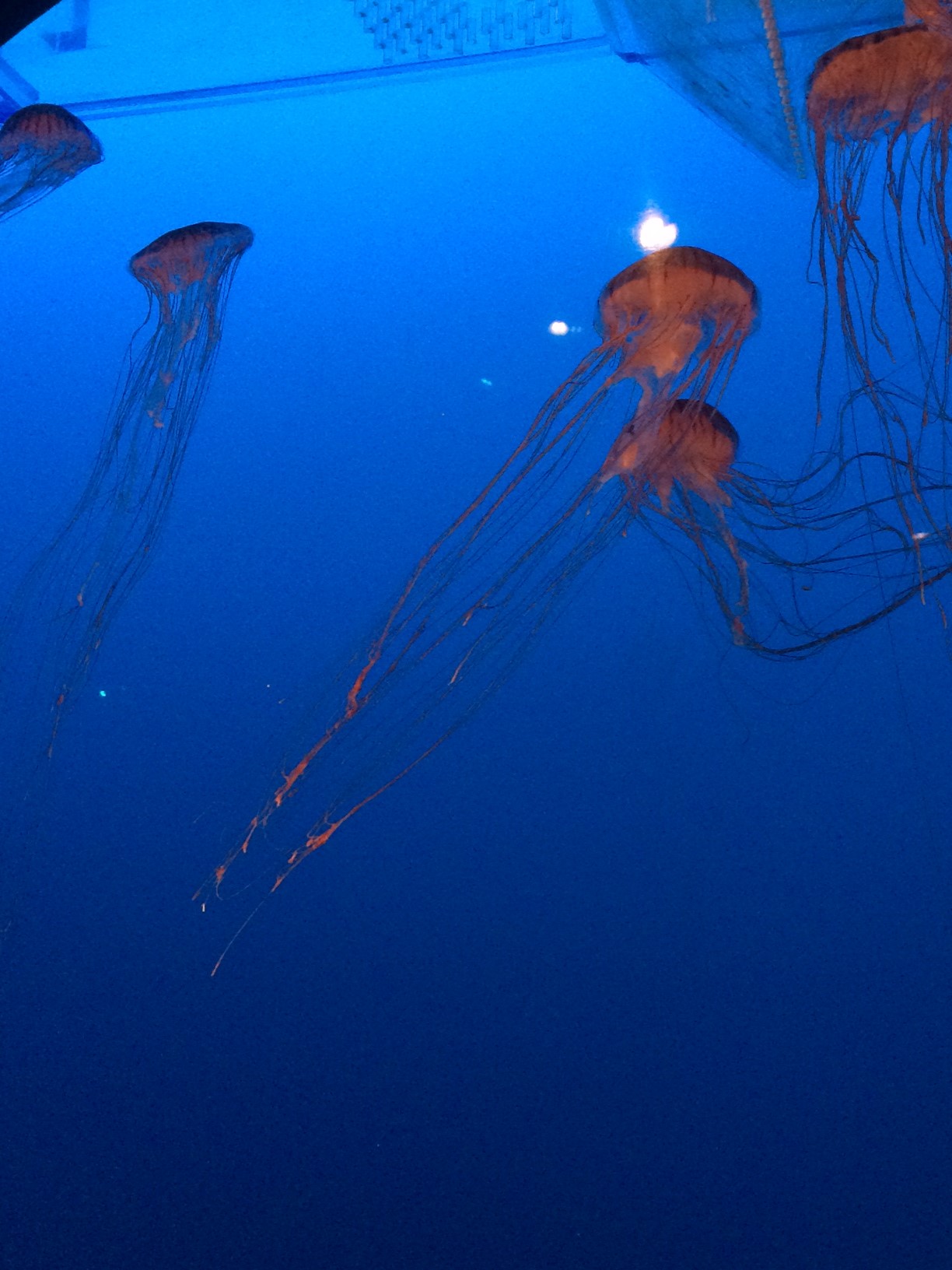 Jelly Fish