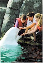 Beluga Encounter Program