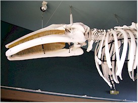 Skeleton of a Gray Whale that washed ashore at Coupeville