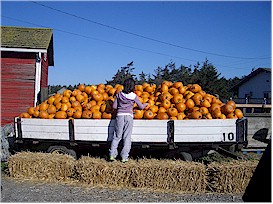 Selecting a pumpkin at Sherman Farm
